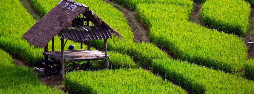 Paddy Fields Houses Beautiful Nature Landscapes