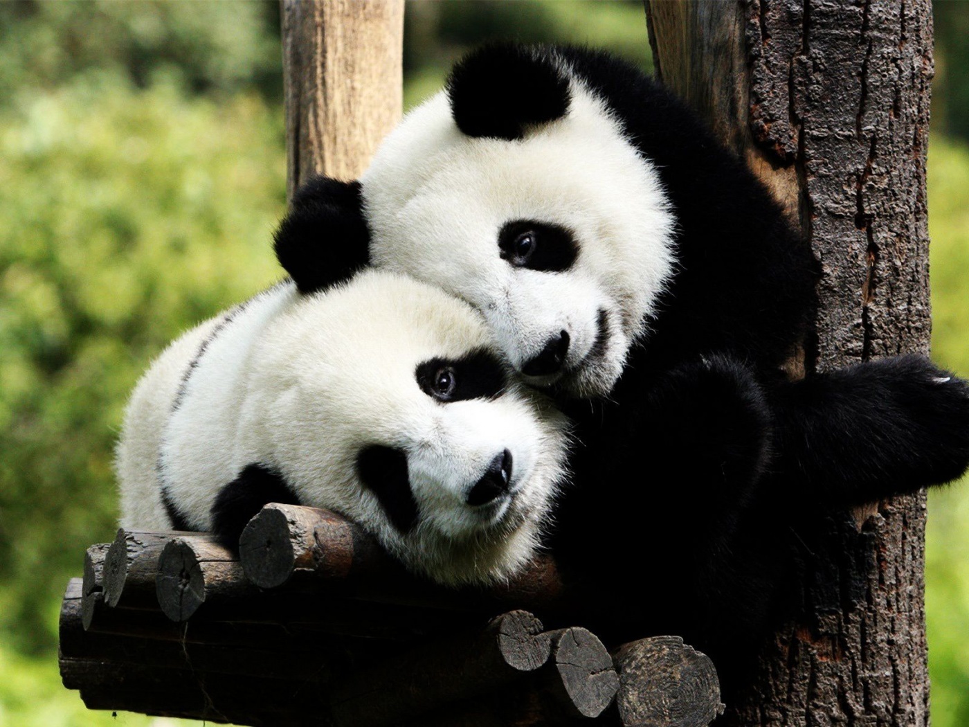 Pandas