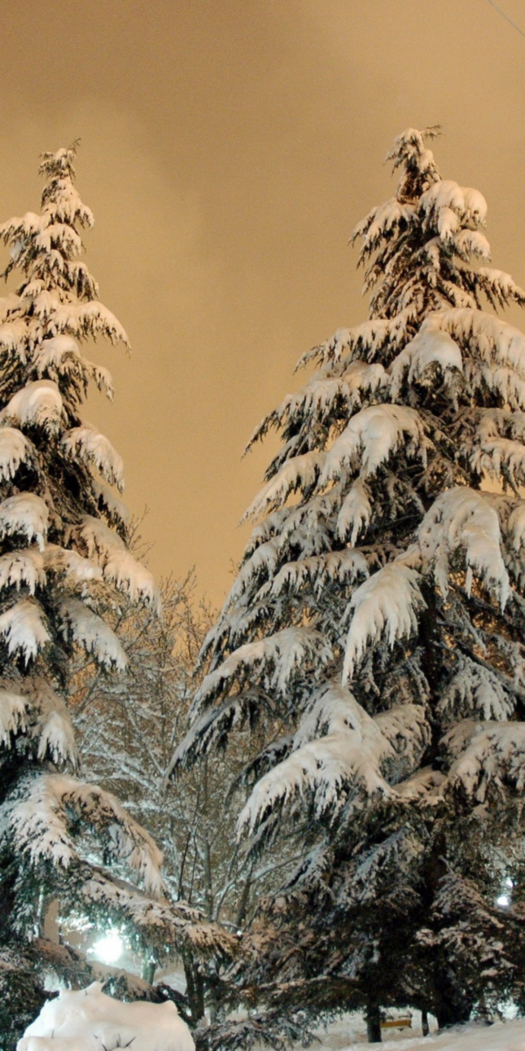 Park Fir Trees Snow Winter