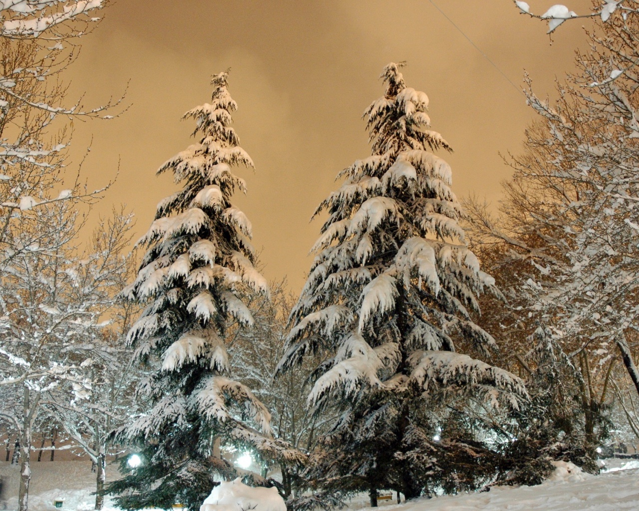 Park Fir Trees Snow Winter