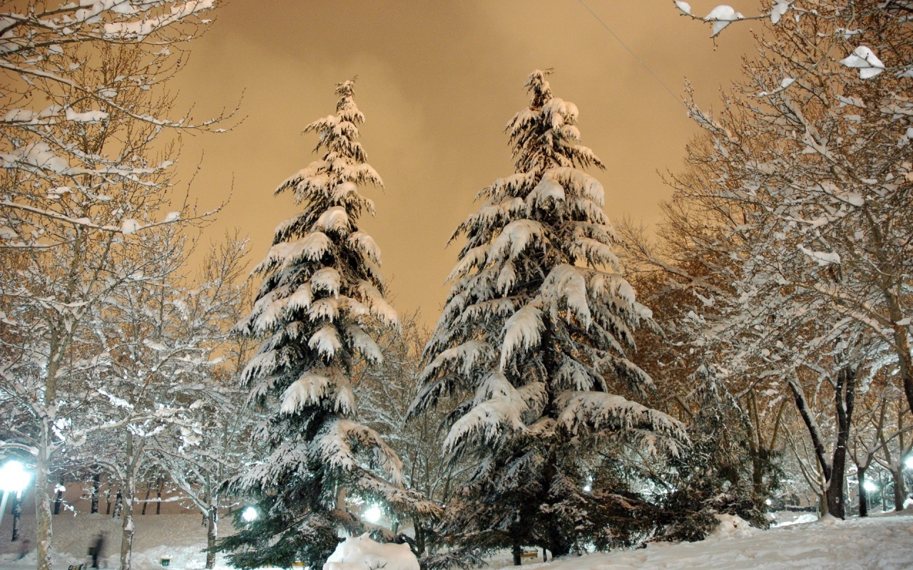 Park Fir Trees Snow Winter