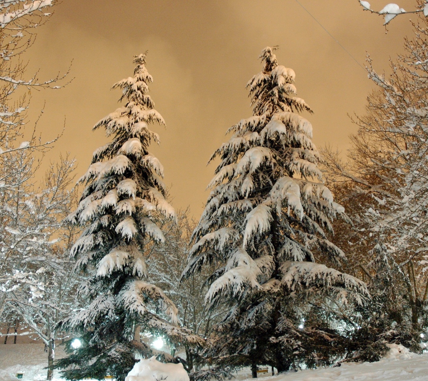 Park Fir Trees Snow Winter