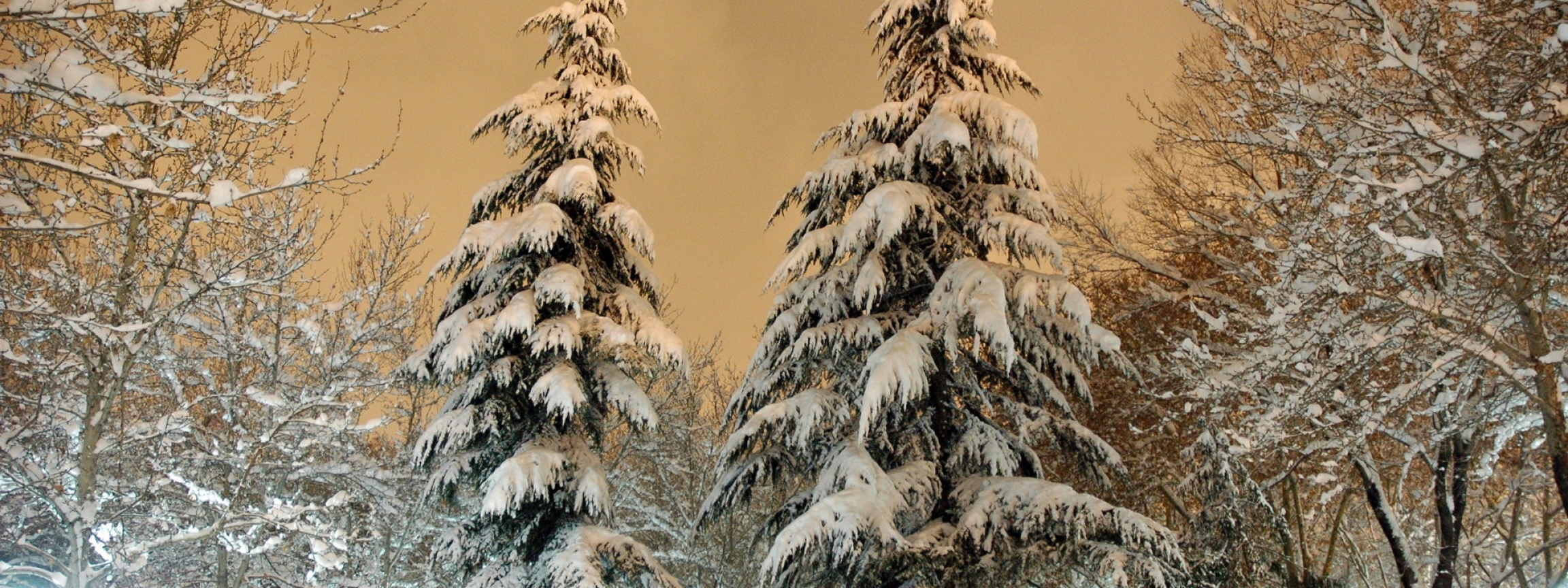 Park Fir Trees Snow Winter