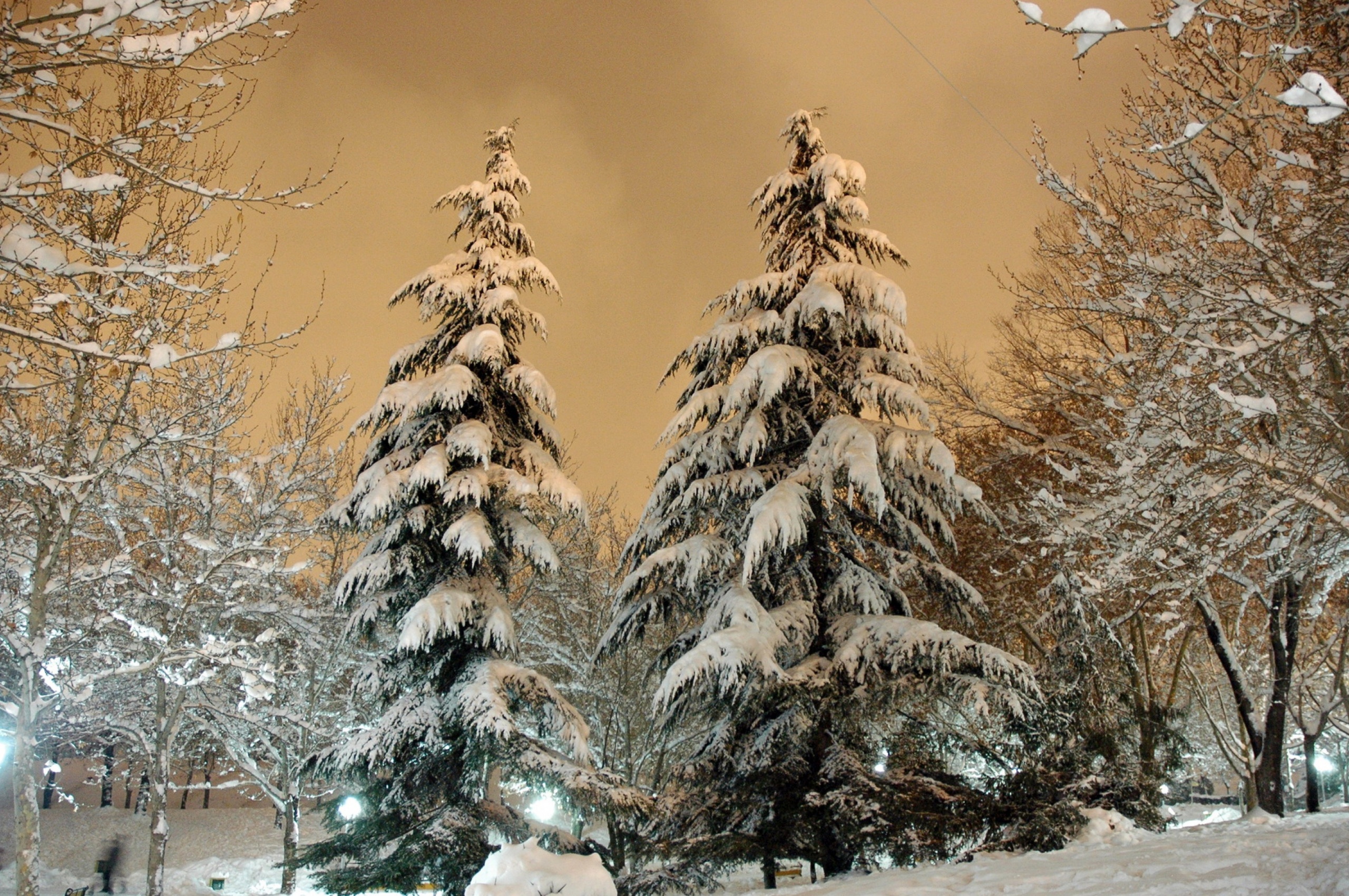 Park Fir Trees Snow Winter