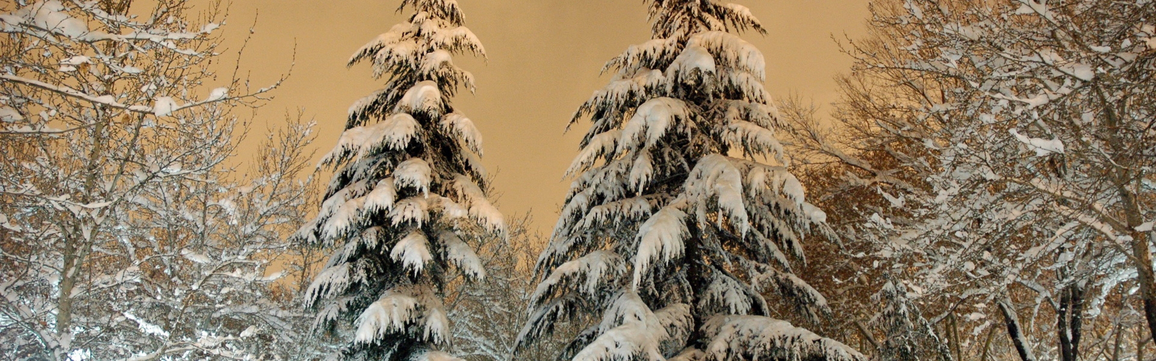 Park Fir Trees Snow Winter