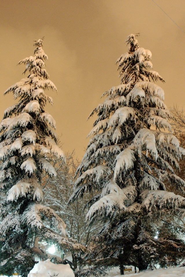 Park Fir Trees Snow Winter