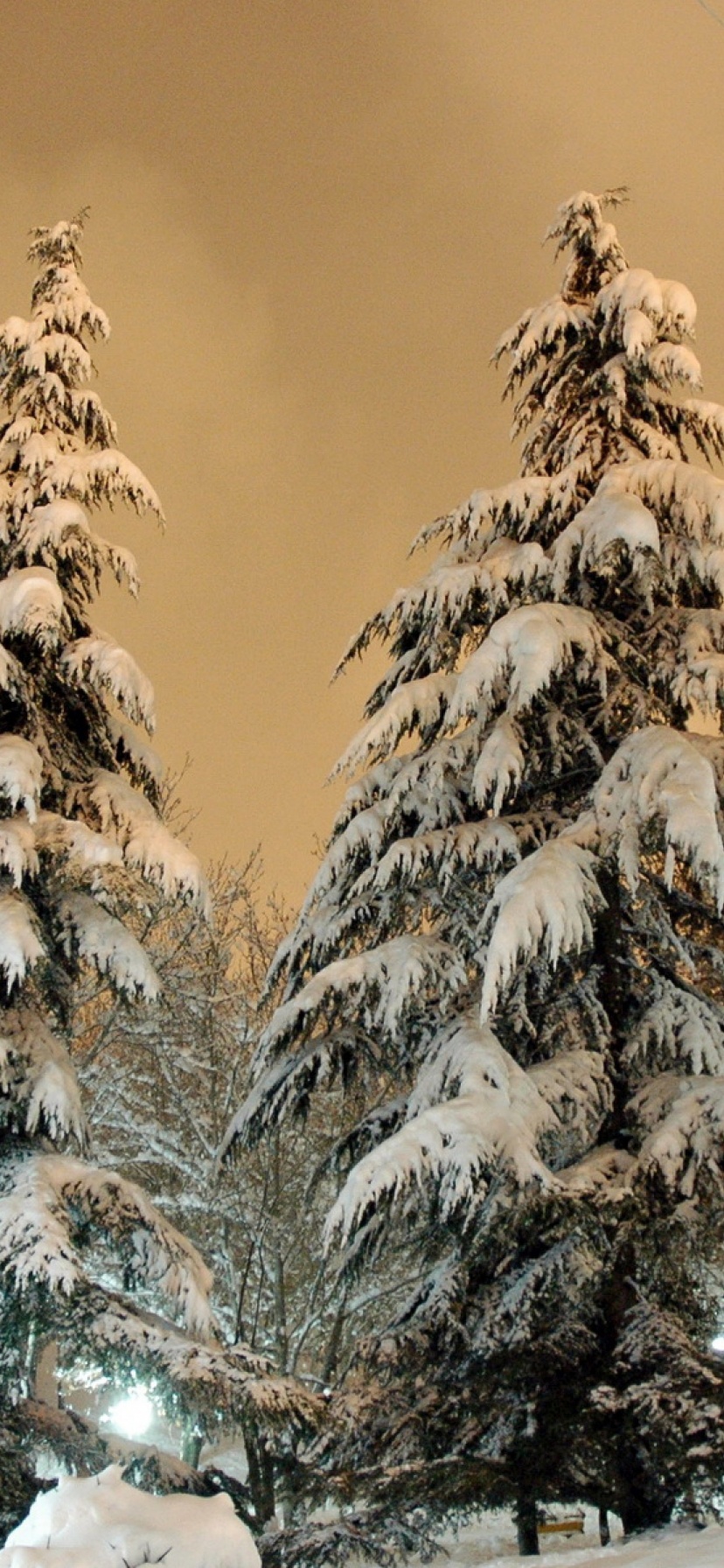 Park Fir Trees Snow Winter