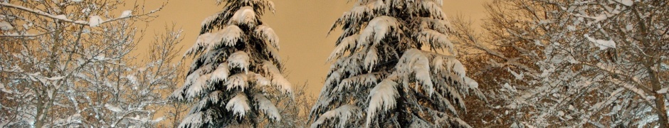 Park Fir Trees Snow Winter