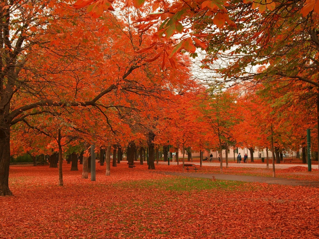 Park Winter Tree Ocean Chestnut Nature