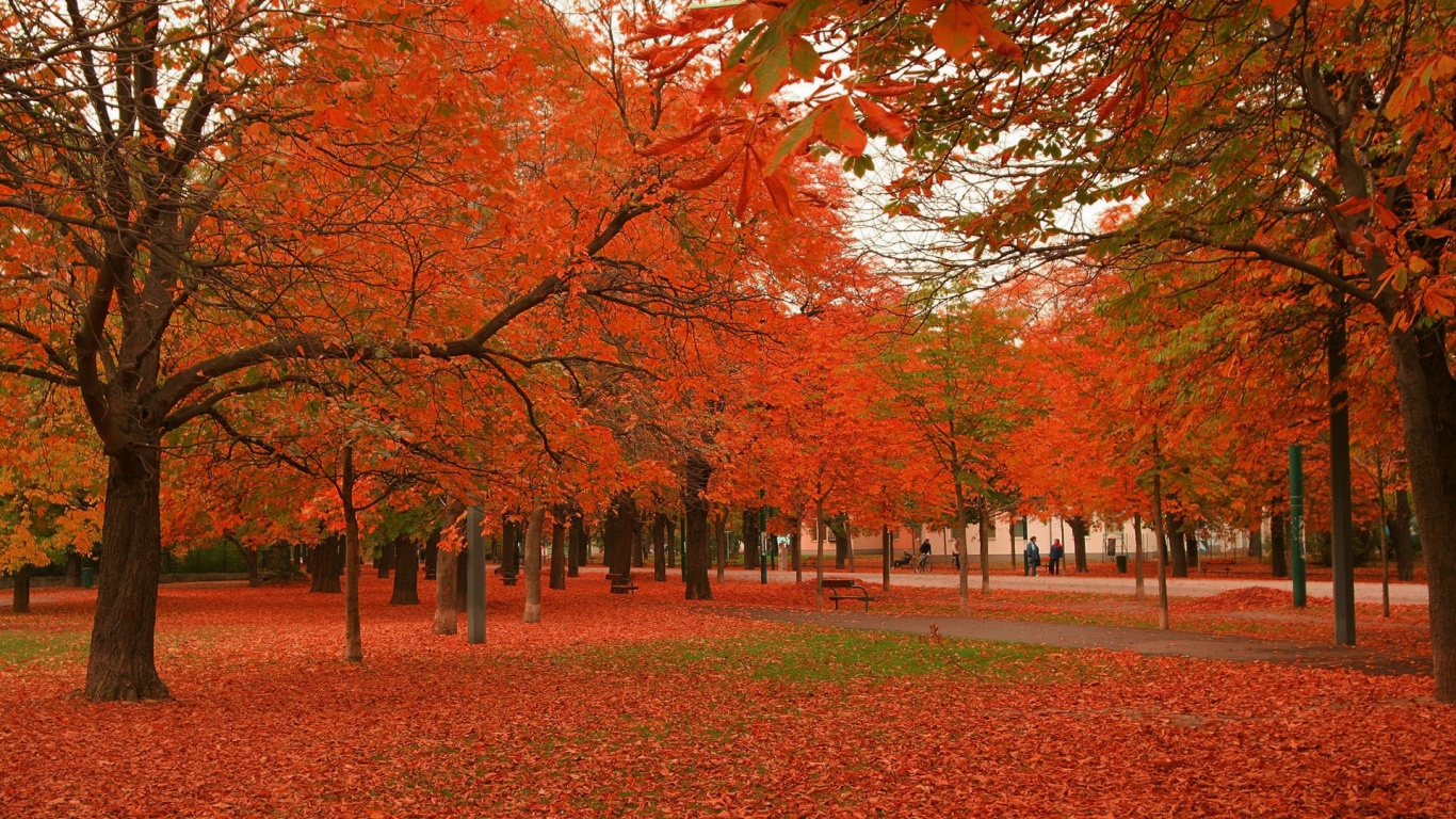 Park Winter Tree Ocean Chestnut Nature