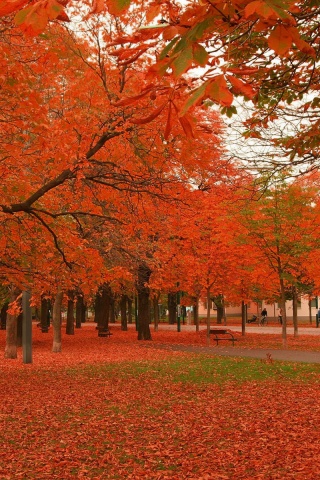 Park Winter Tree Ocean Chestnut Nature