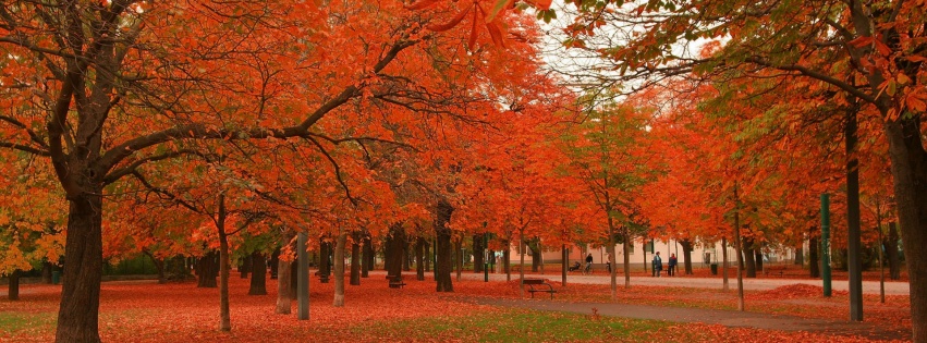 Park Winter Tree Ocean Chestnut Nature