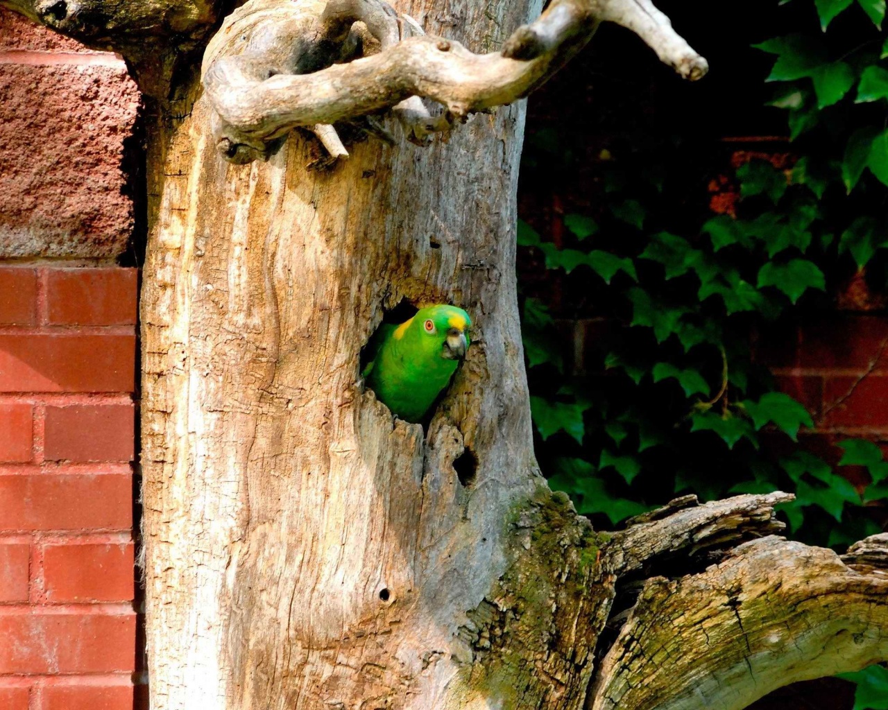 Parrot Tree