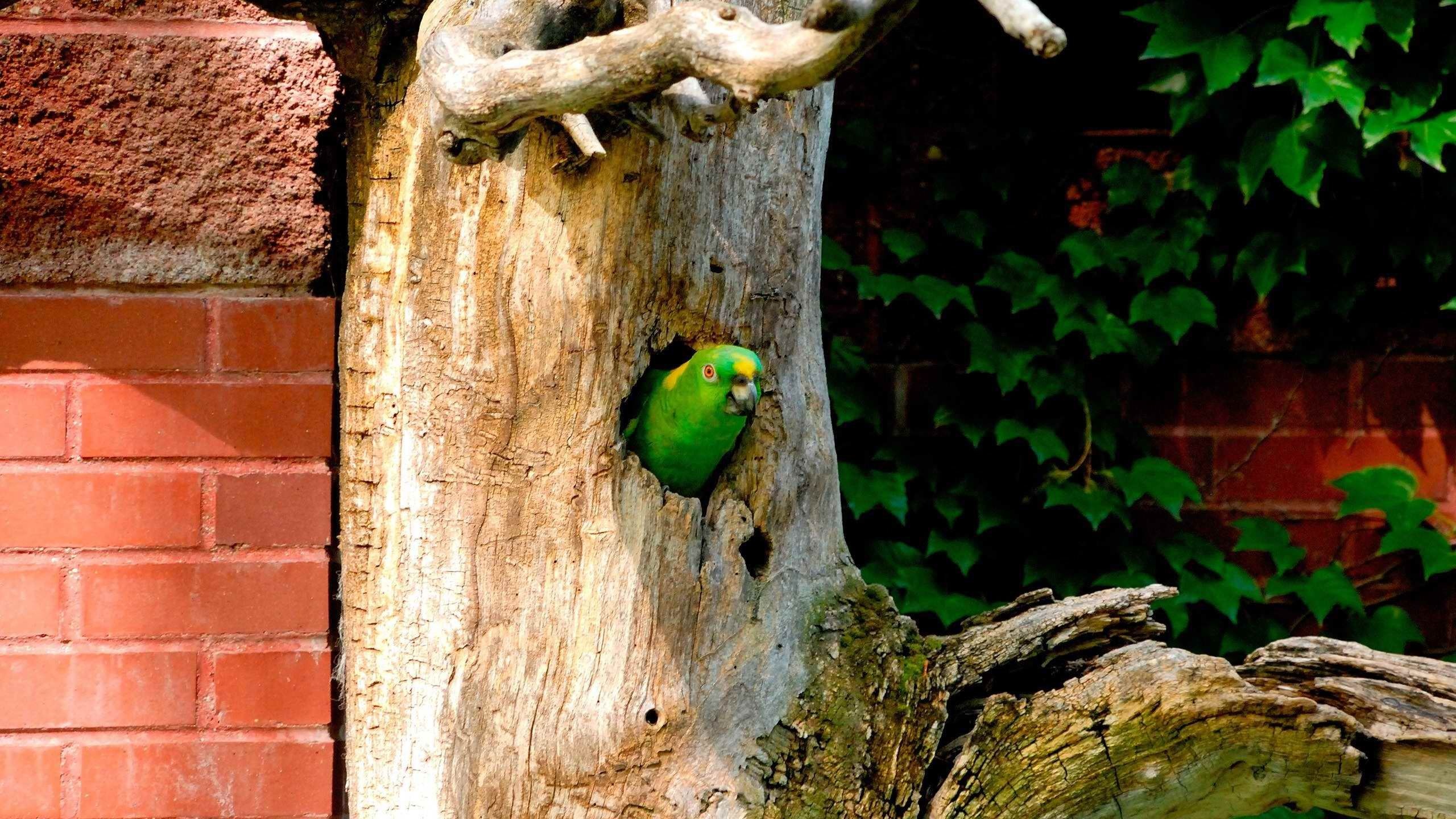 Parrot Tree