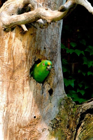 Parrot Tree