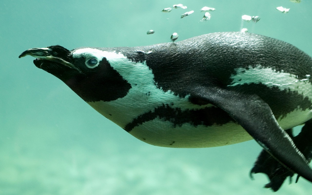 Penguin Swimming