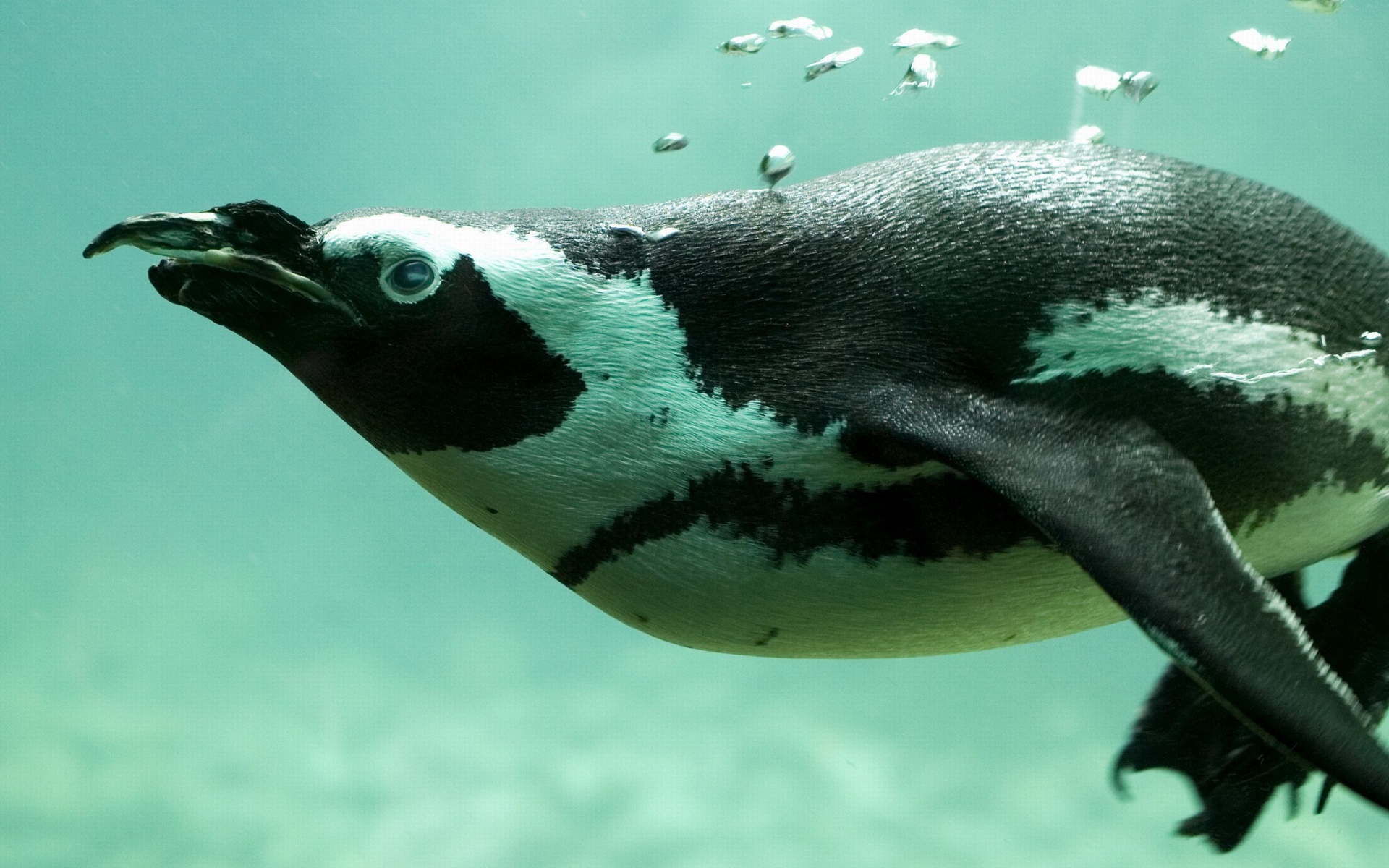 Penguin Swimming