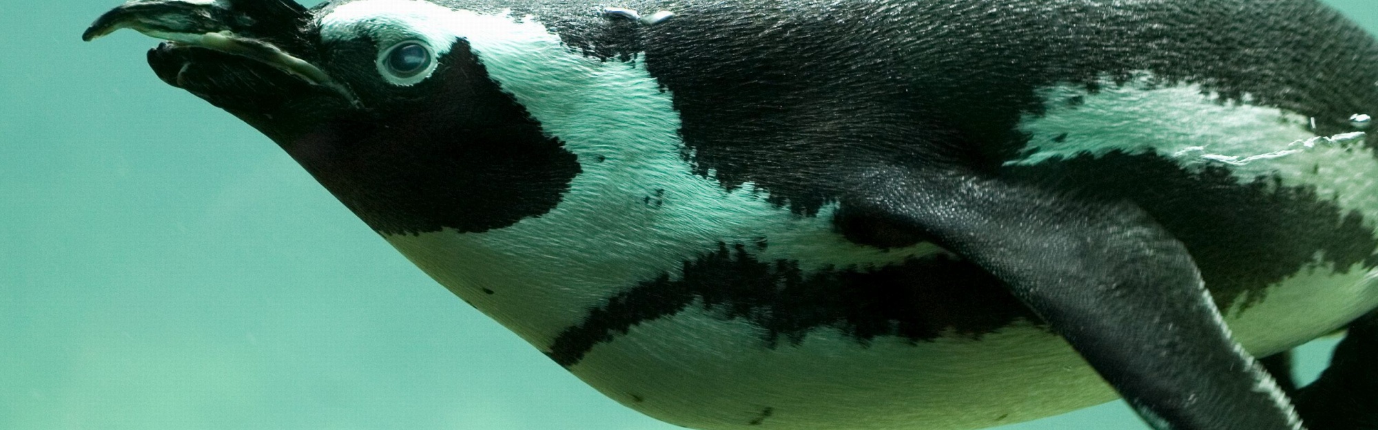 Penguin Swimming