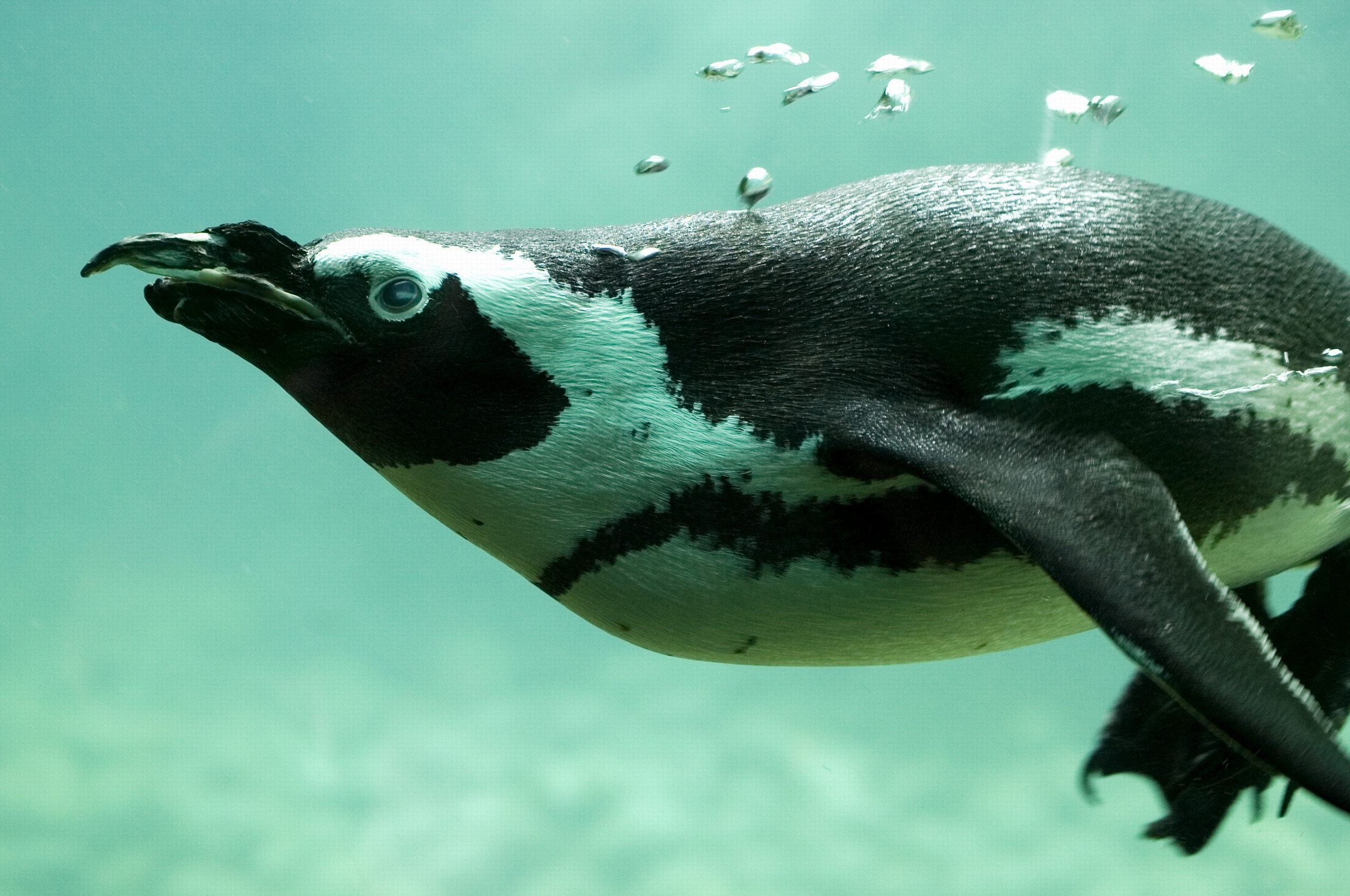 Penguin Swimming