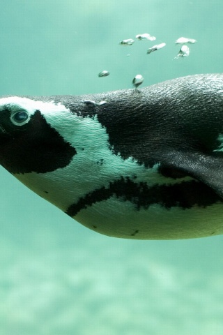 Penguin Swimming