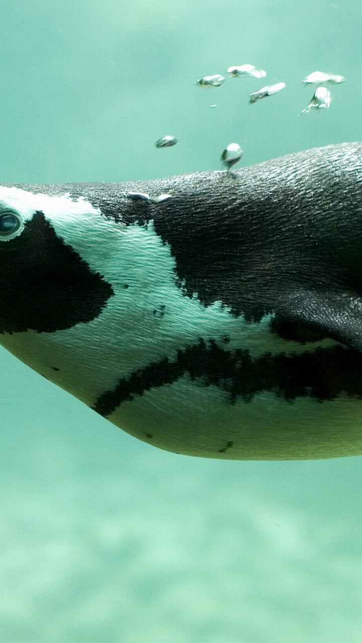 Penguin Swimming