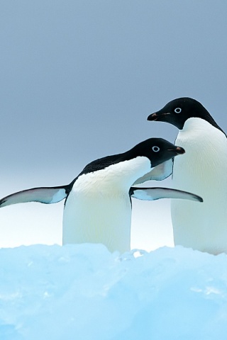 Penguins