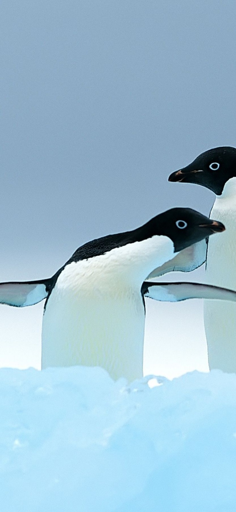 Penguins