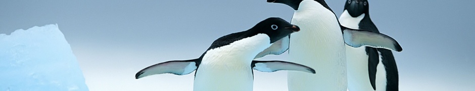 Penguins