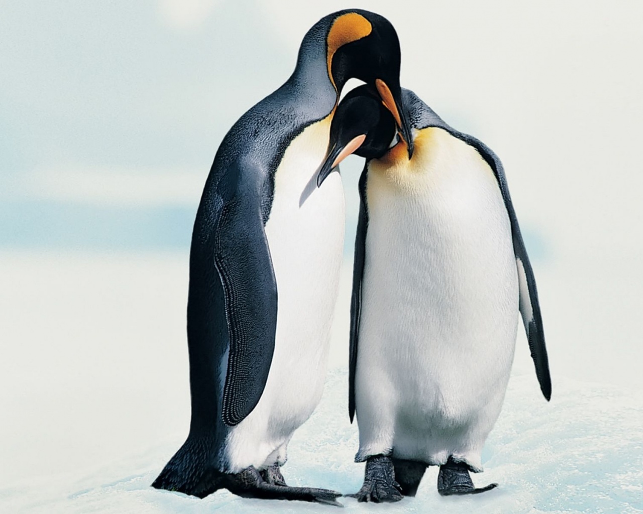 Penguins In Love