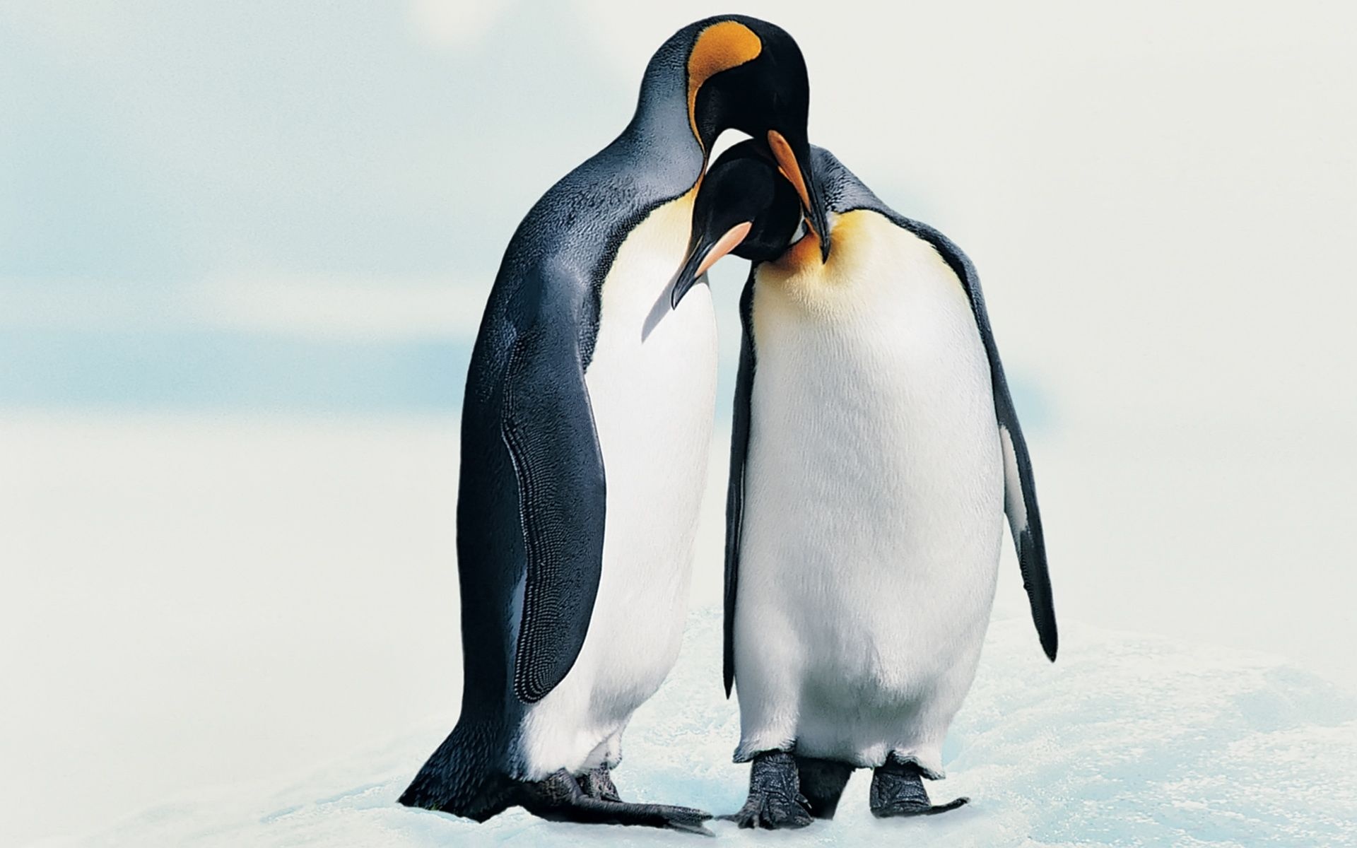 Penguins In Love