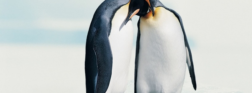 Penguins In Love