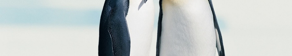 Penguins In Love