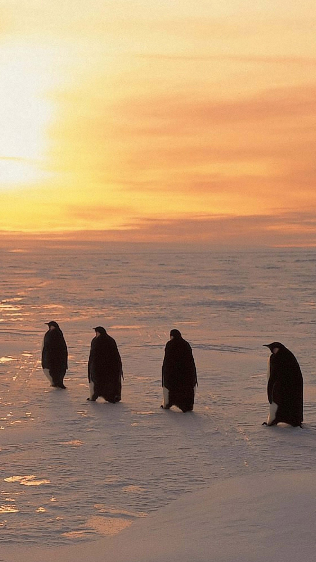 Penguins On Ice Sunrise Snow