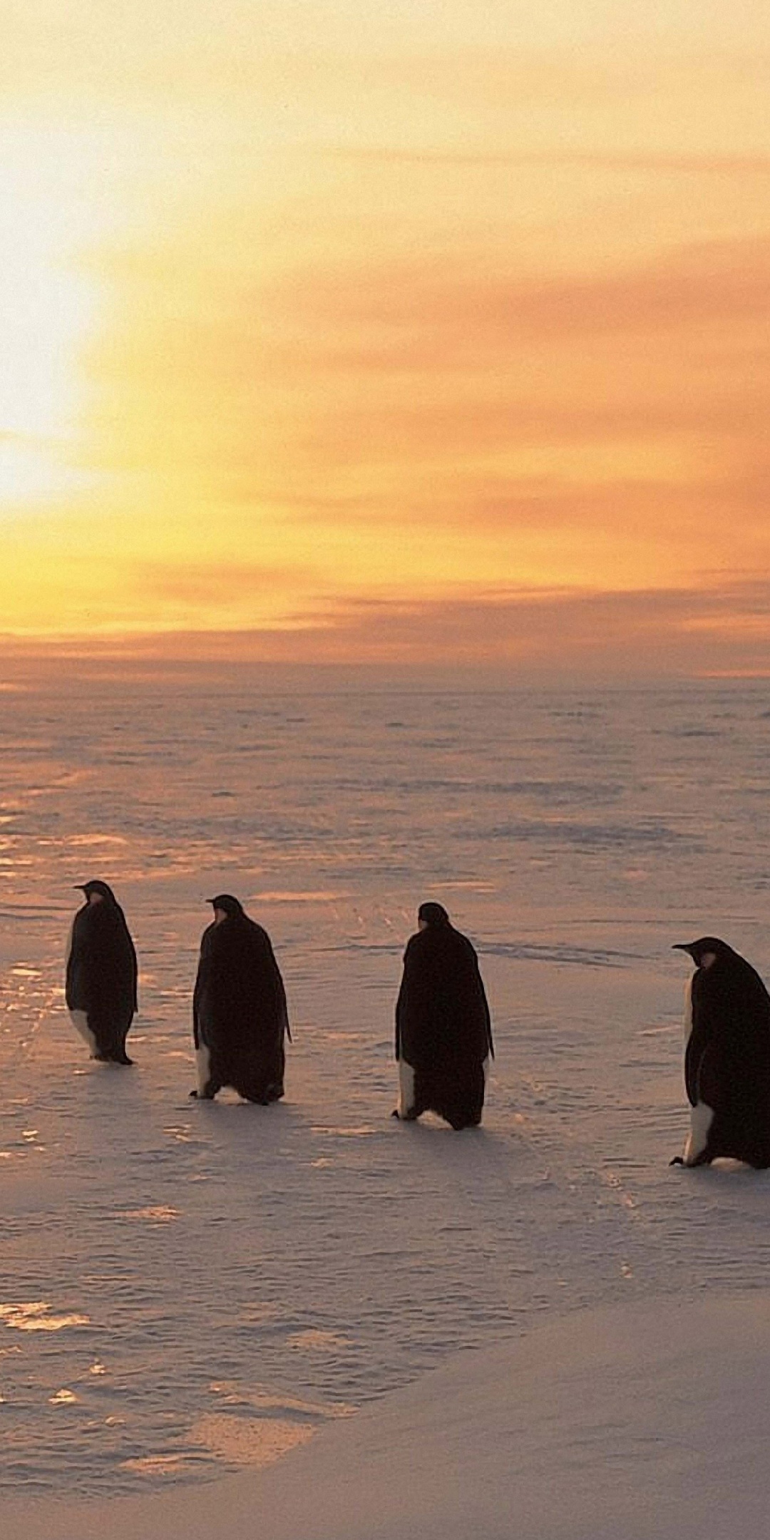 Penguins On Ice Sunrise Snow