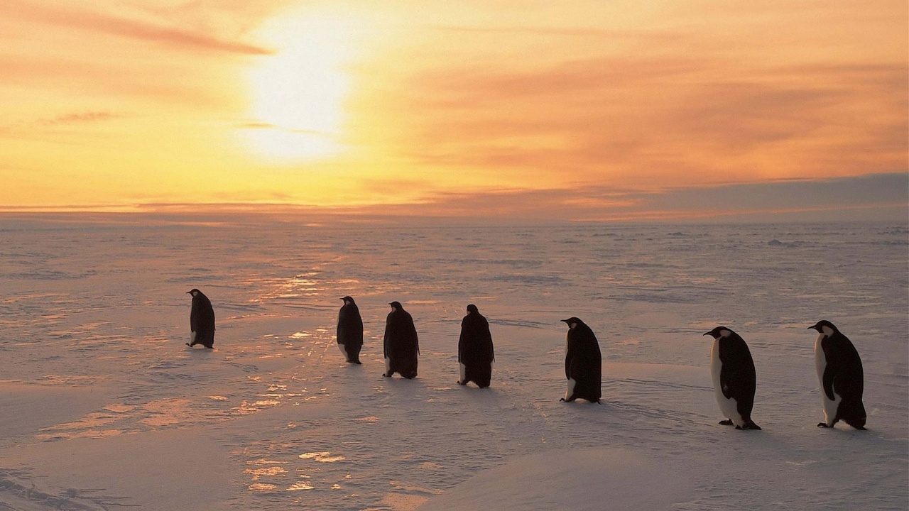 Penguins On Ice Sunrise Snow