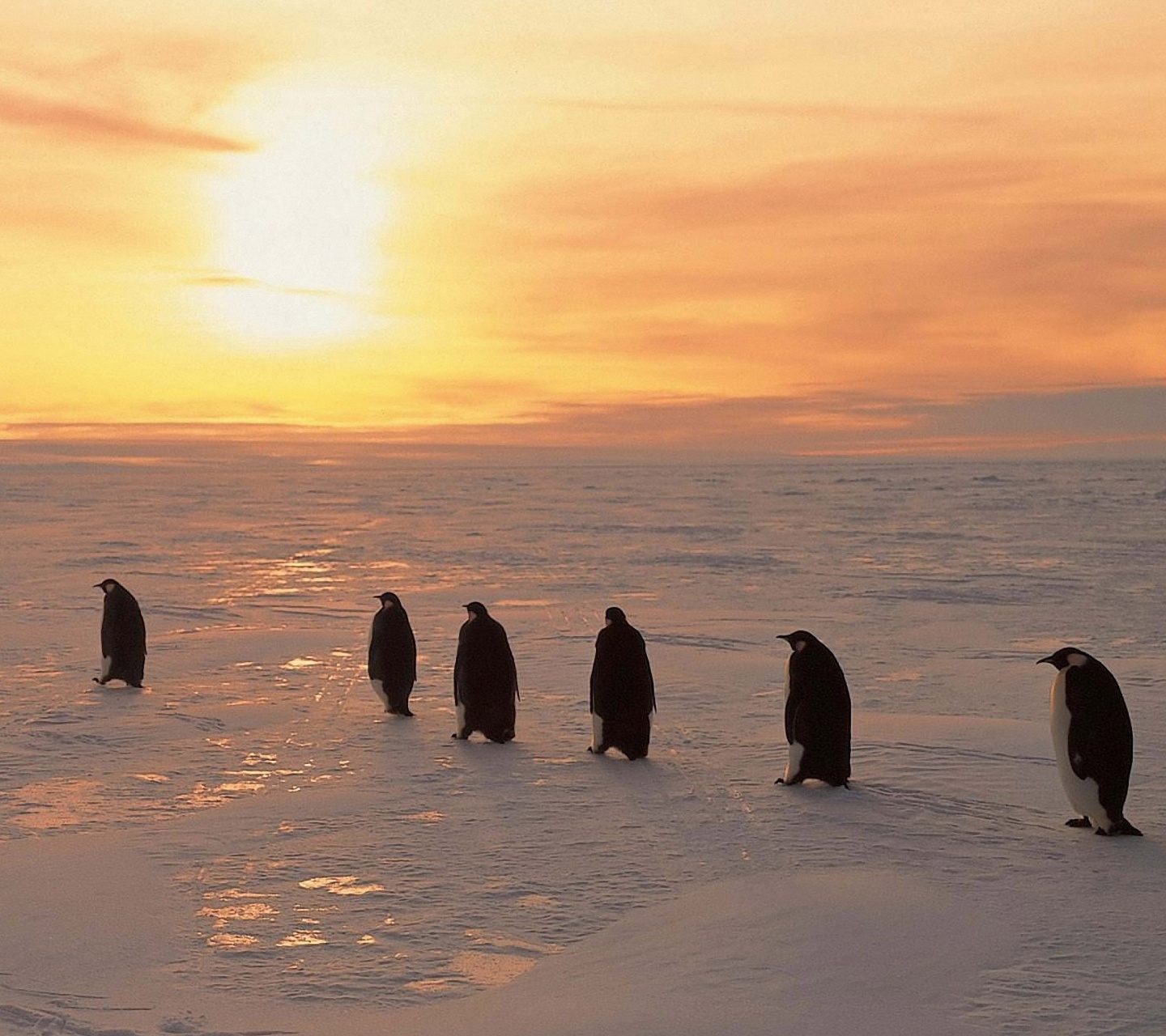 Penguins On Ice Sunrise Snow