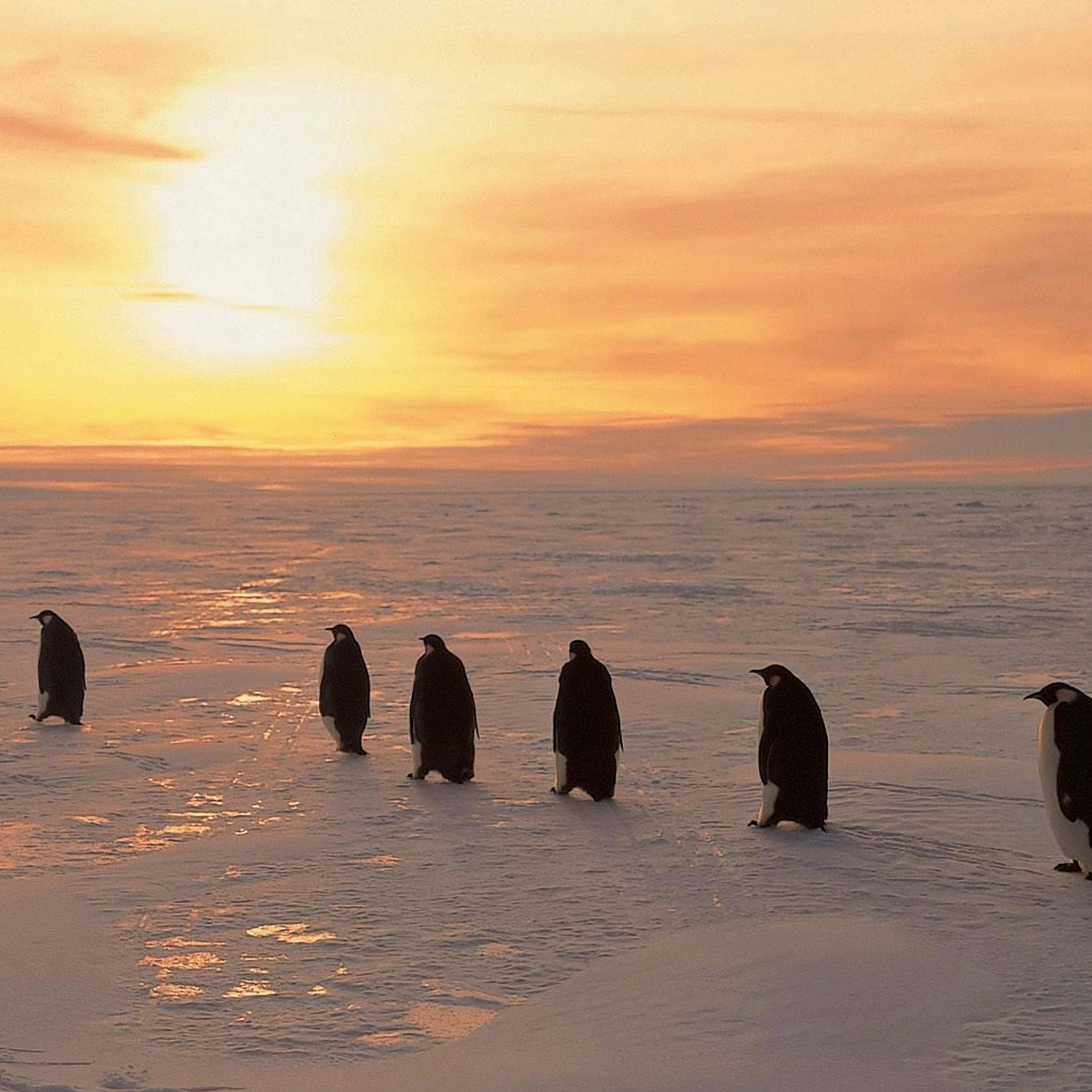 Penguins On Ice Sunrise Snow