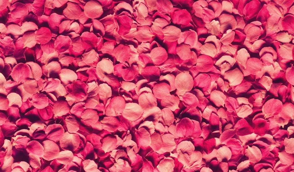 Petals Rose Red Texture