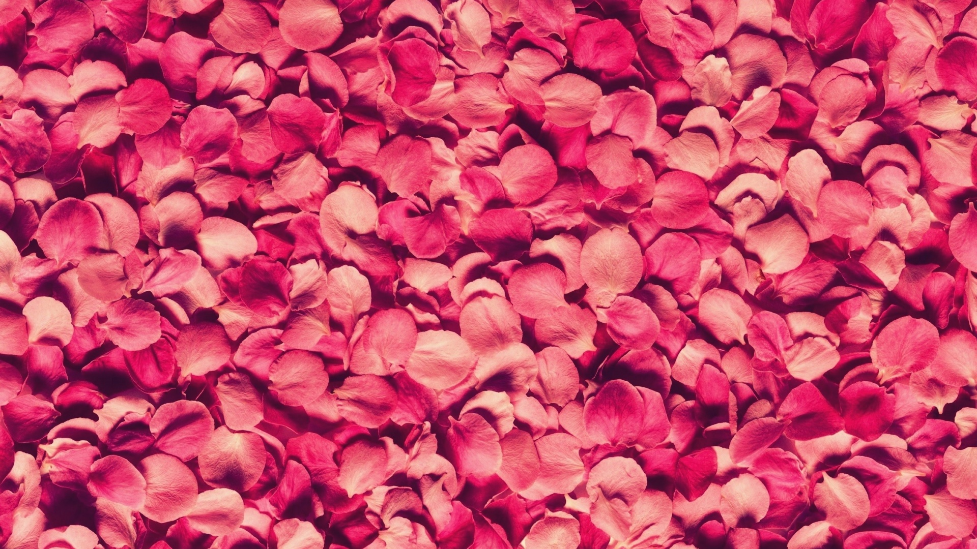 Petals Rose Red Texture