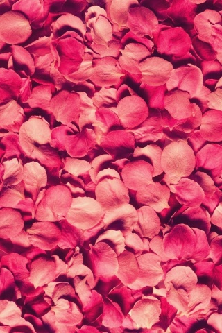 Petals Rose Red Texture