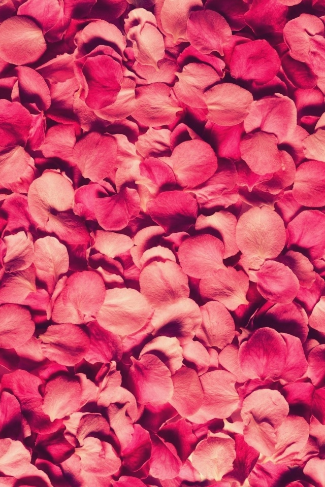 Petals Rose Red Texture