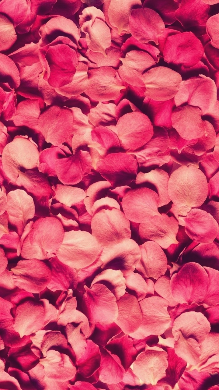 Petals Rose Red Texture