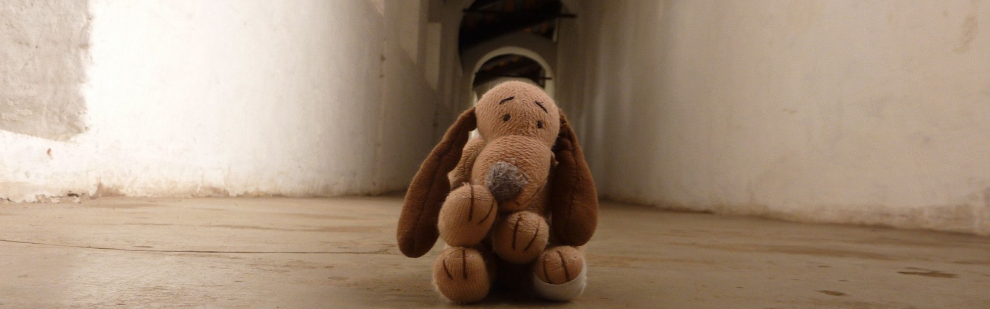 Photography Dogs Funny Toys