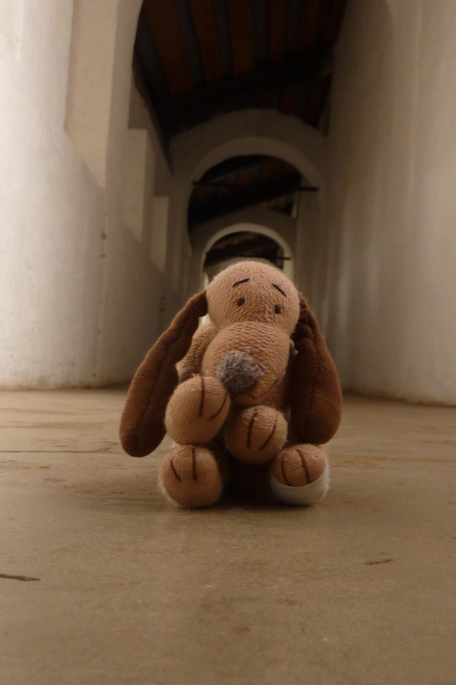 Photography Dogs Funny Toys