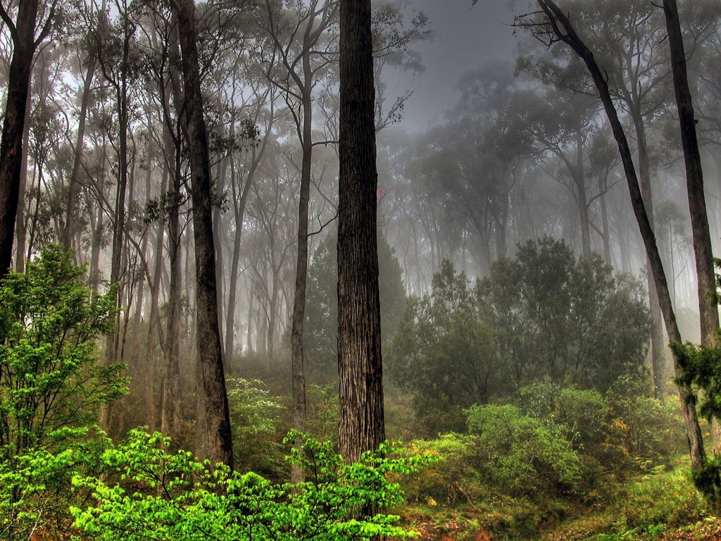 Photos Forests Nature