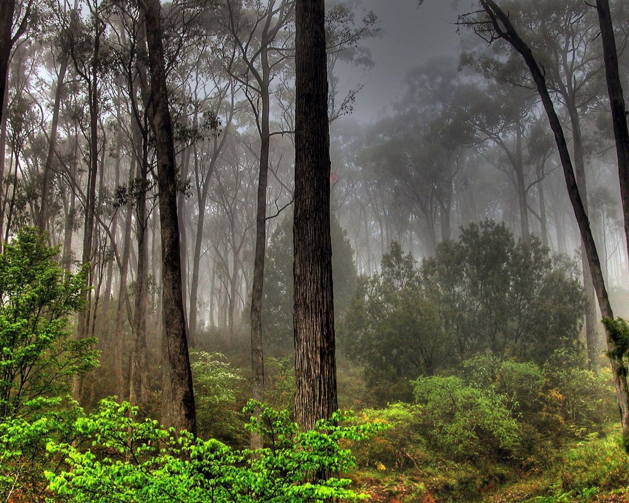 Photos Forests Nature