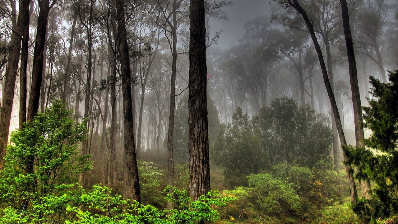 Photos Forests Nature