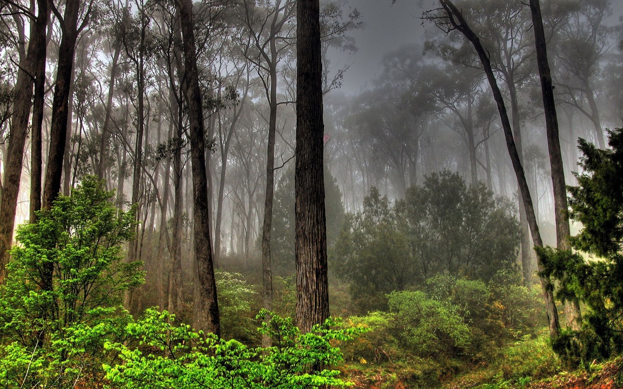 Photos Forests Nature