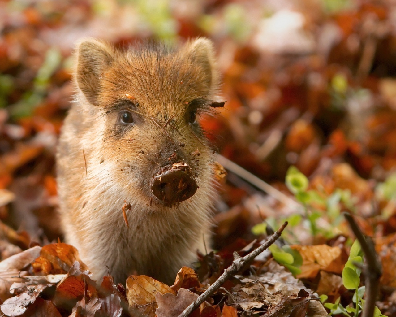 Pig And Autumn Leaves