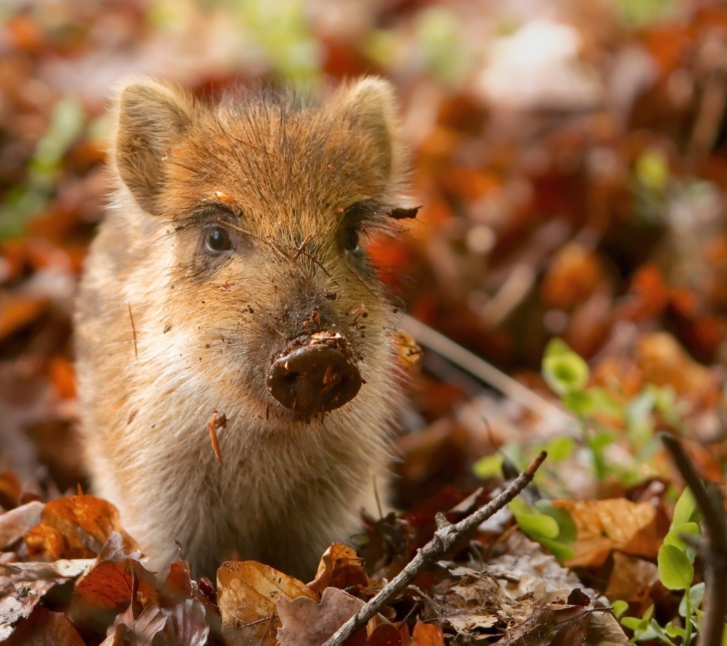 Pig And Autumn Leaves